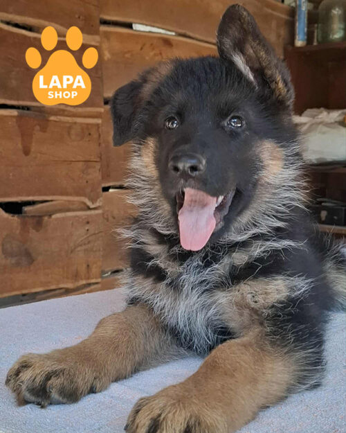 чепрачна німецька вівчарка