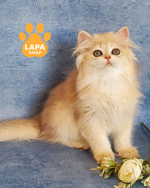 блакитна золота британська довгошерста