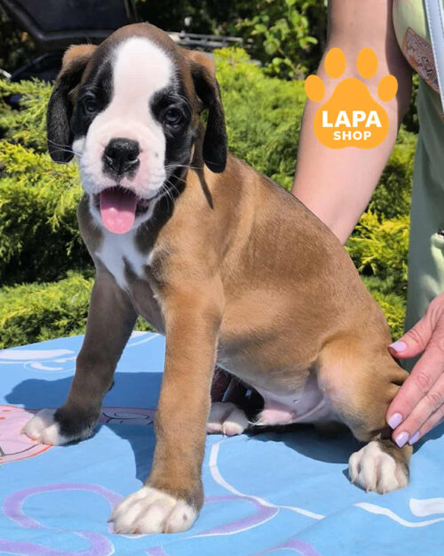 рудий німецький дог