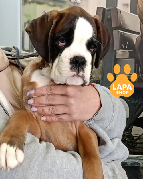 рудий німецький боксер.