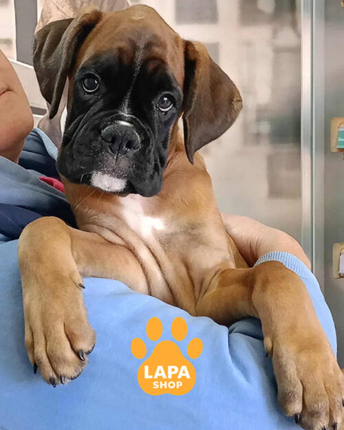 рудий німецький боксер