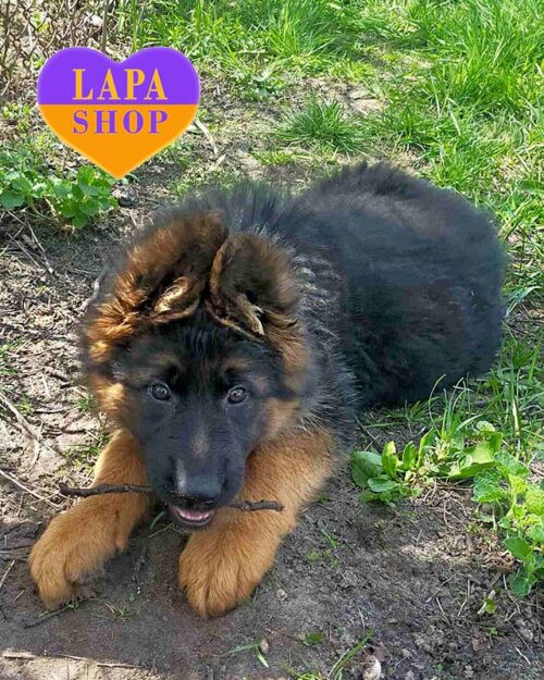 чепрачна німецька вівчарка