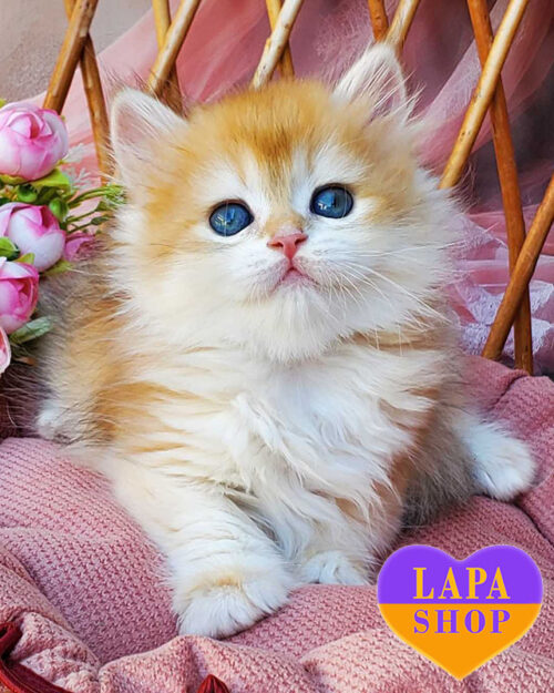 чорна золота британська короткошерста