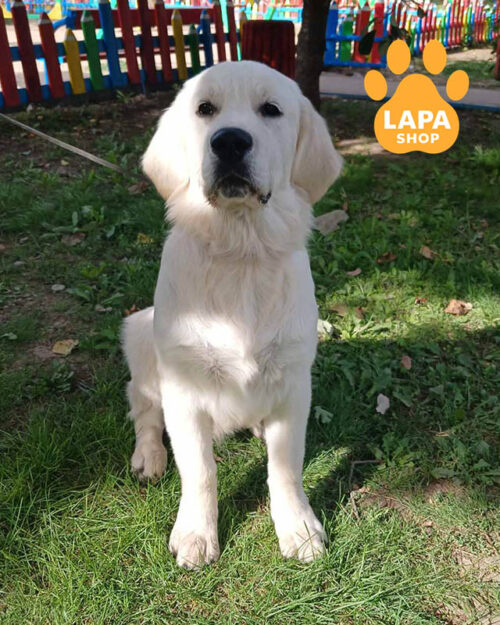 кремовый золотистый ретривер