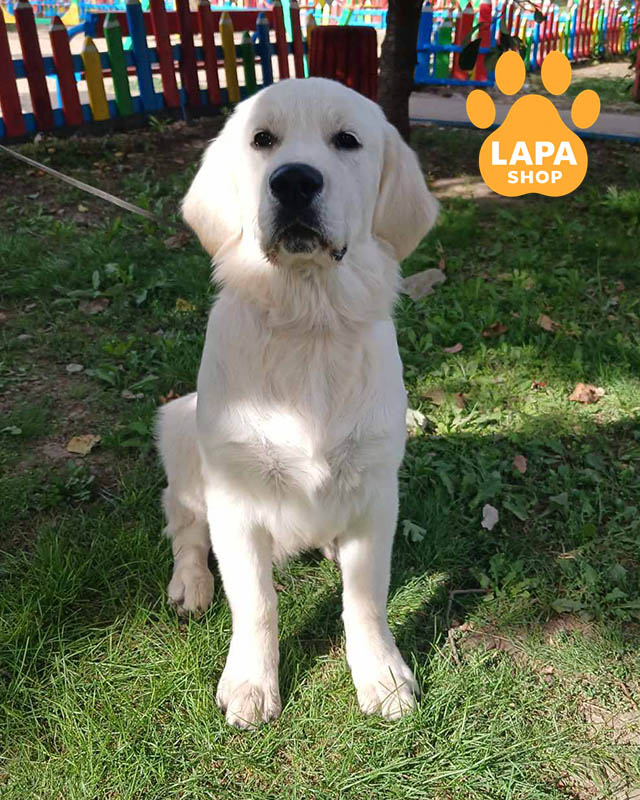 кремовый золотистый ретривер