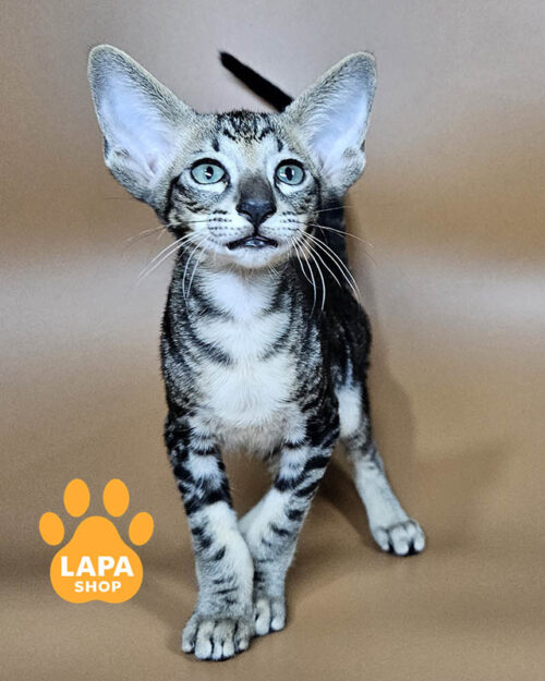 чорний плямистий орієнтал