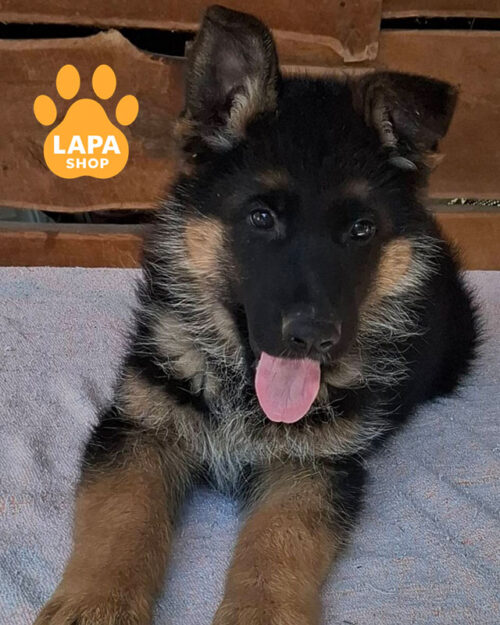 чепрачна німецька вівчарка