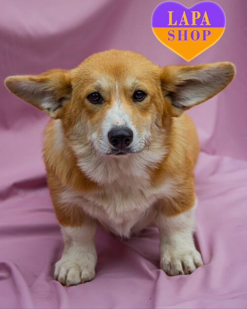 Happy — рудо-біла леді породи вельш коргі пемброк