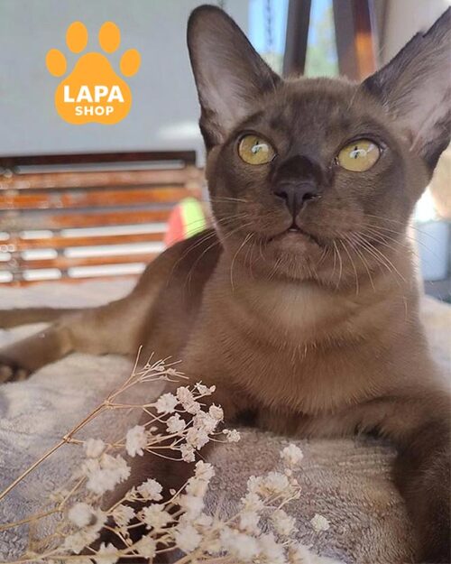 European Burmese sable cat<br><br>