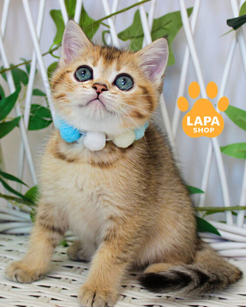 чорна золота британська короткошерста