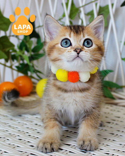 чорна золота британська короткошерста