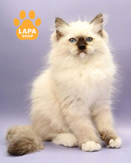 сіл мітед регдол