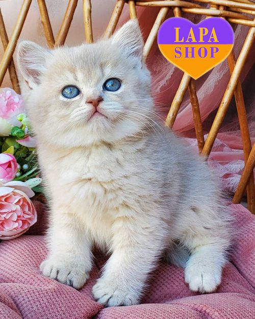 блакитно золота британська короткошерста