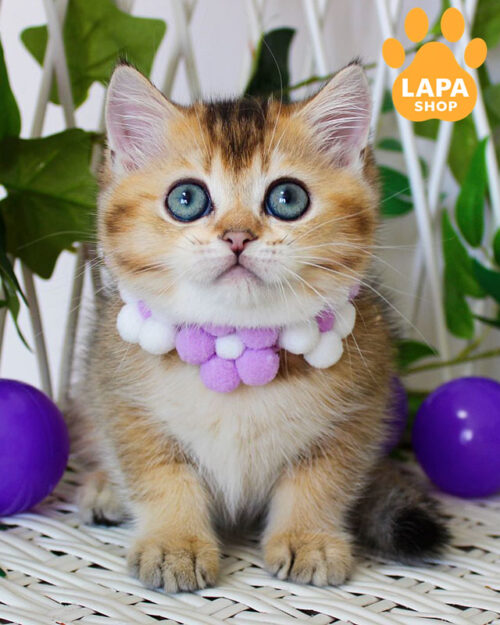 чорна золота британська короткошерста