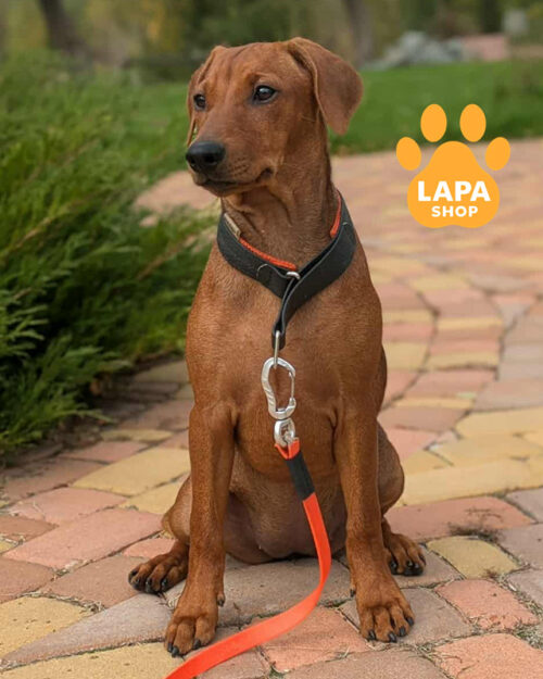 рудий німецький пінчер