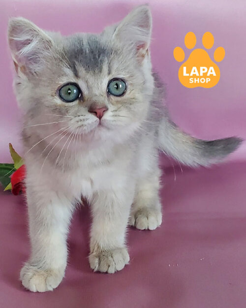 блакитна золота британська короткошерста