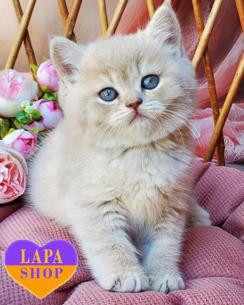 блакитна золота британська короткошерста