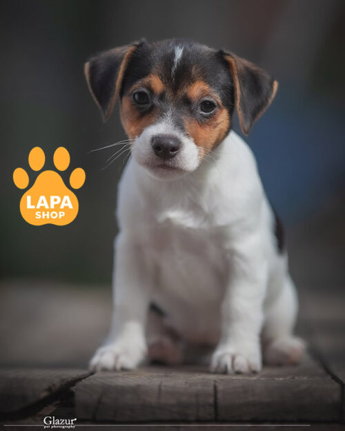 tricolor Jack Russell Terrier