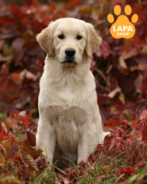 золотистий ретривер