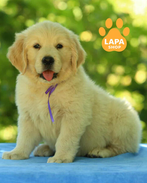 золотистый ретривер