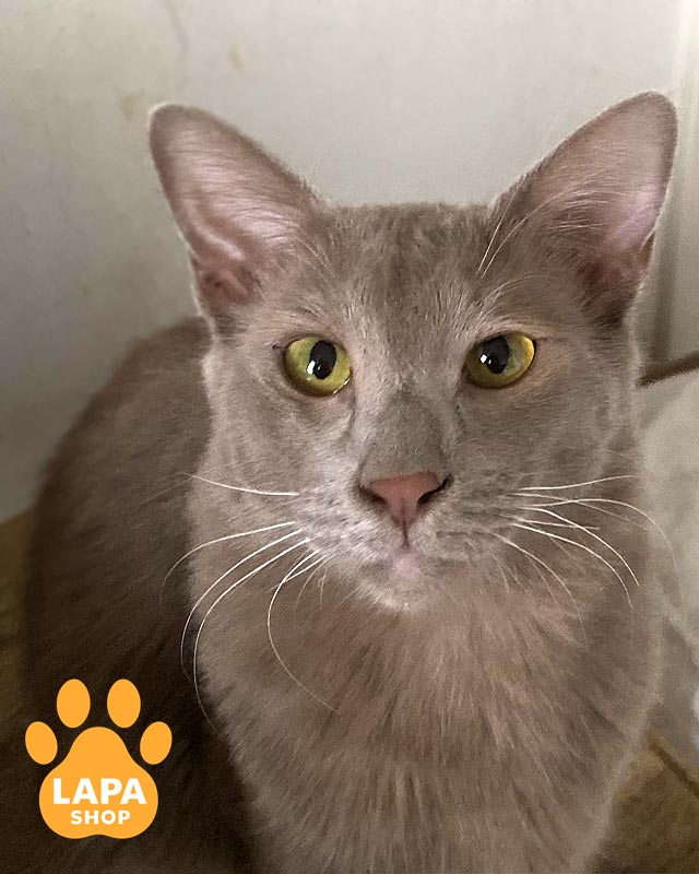 лілова яванез