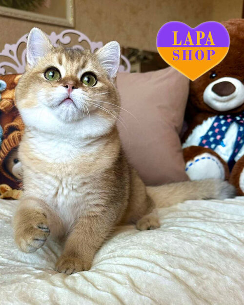 чорна золота британська короткошерста