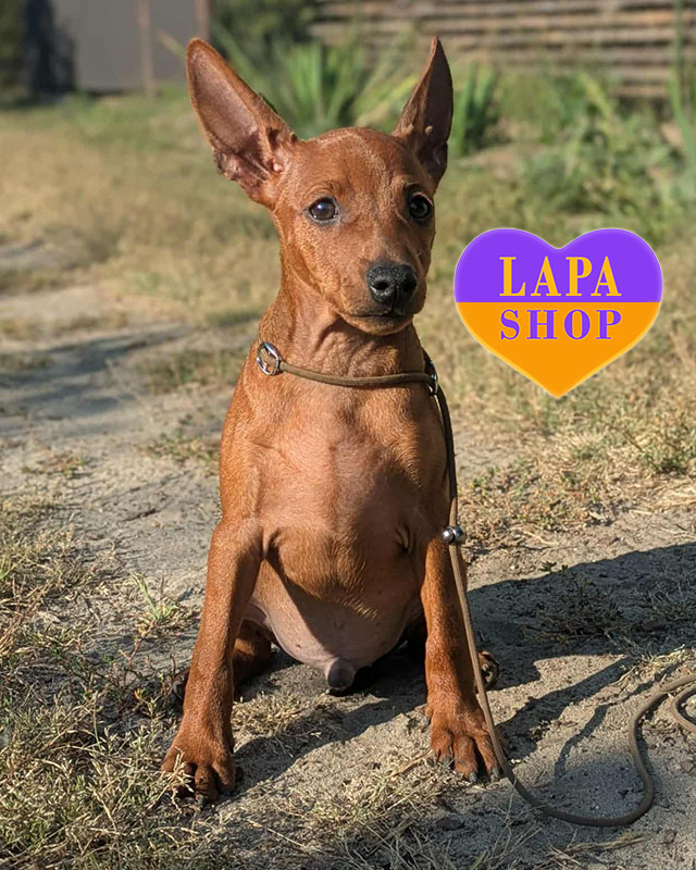 рудий цвергпінчер