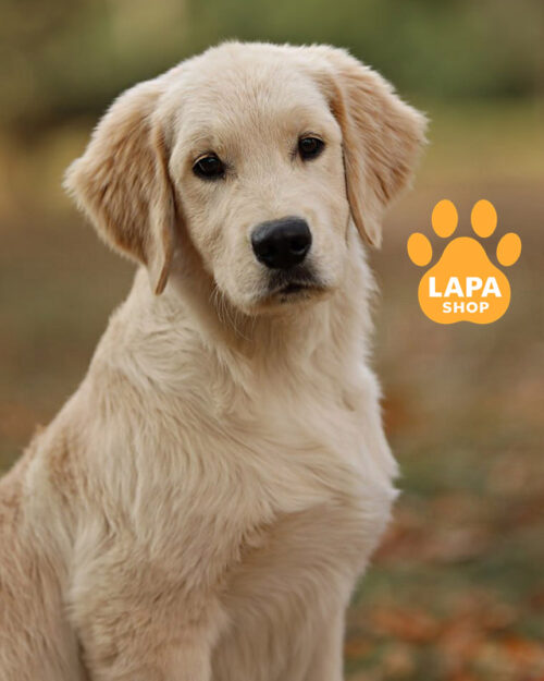 кремовий золотистий ретривер