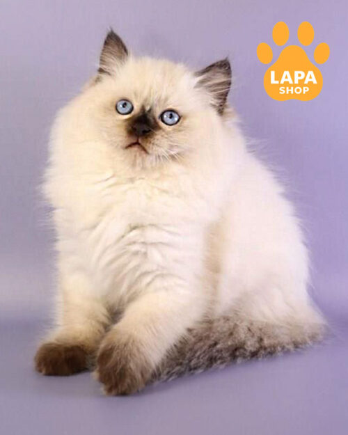 сіл мітед регдол