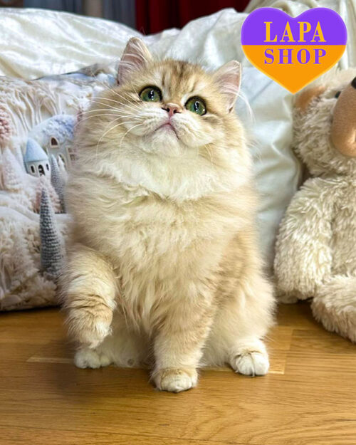 британська довгошерста забарвлення золота шиншила