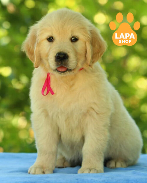 кремовий золотистий ретривер