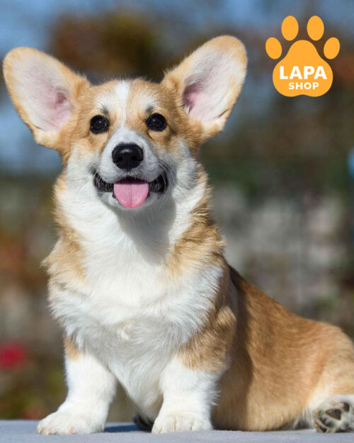 рудо-білий вельш коргі пемброк