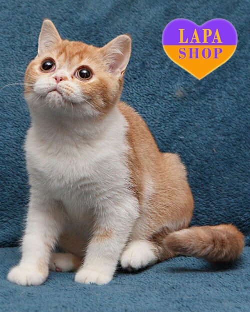 цинамон тикований британська короткошерста