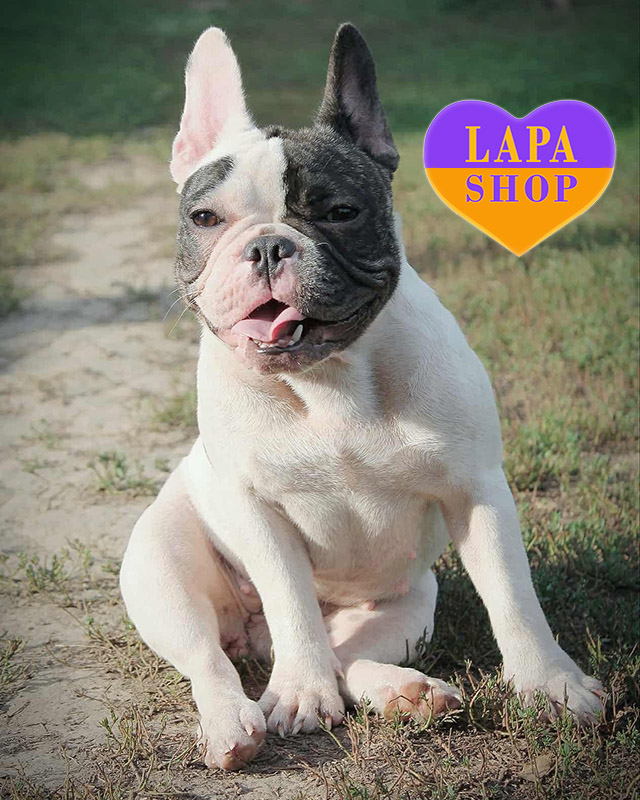 палевий французький бульдог