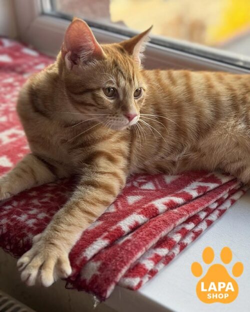 рудий курильський бобтейл