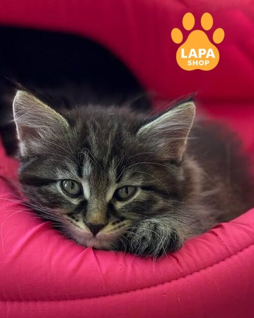 курильський бобтейл шоу класу