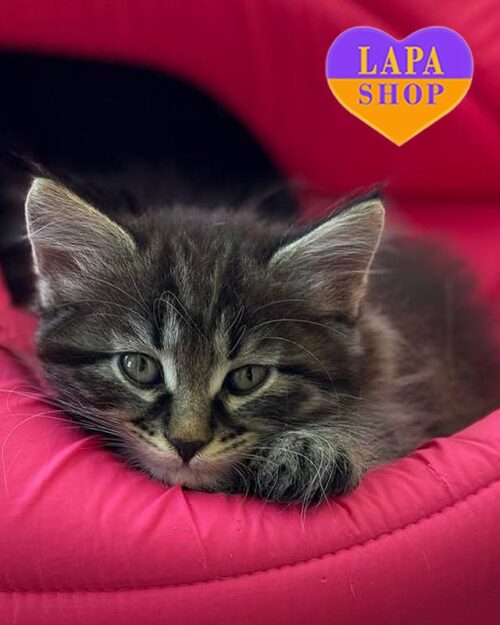 Kurilian Bobtail show class <br> <br> <br>