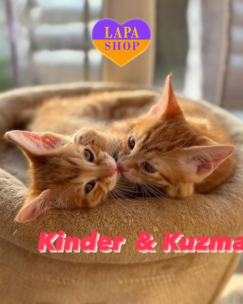 red Kurilian Bobtails