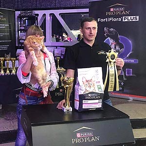 Kinder та Kuzma — два рудих сонечка породи курильський бобтейл kur mom