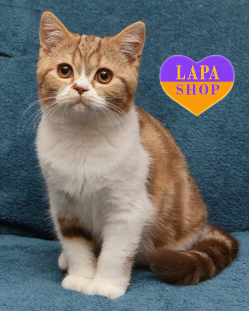 цинамон мармуровий британська короткошерста