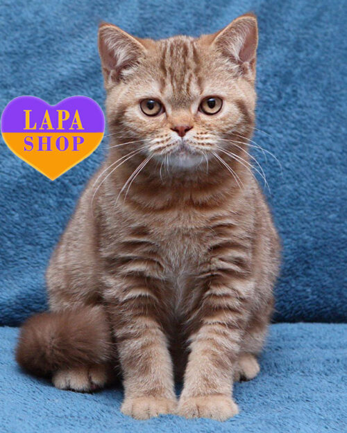 цинамон мармуровий британська короткошерста