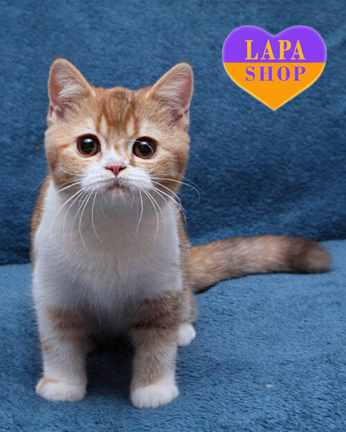 черепаховая британская короткошерстная