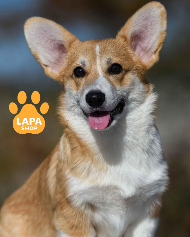 рудо-білий вельш коргі пемброк