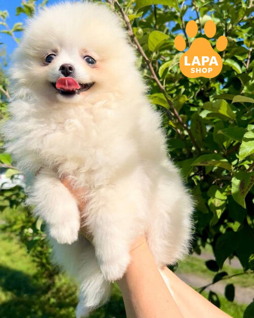 белый померанский шпиц