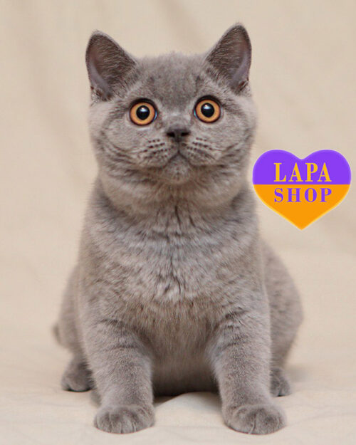 голубая британская короткошерстная