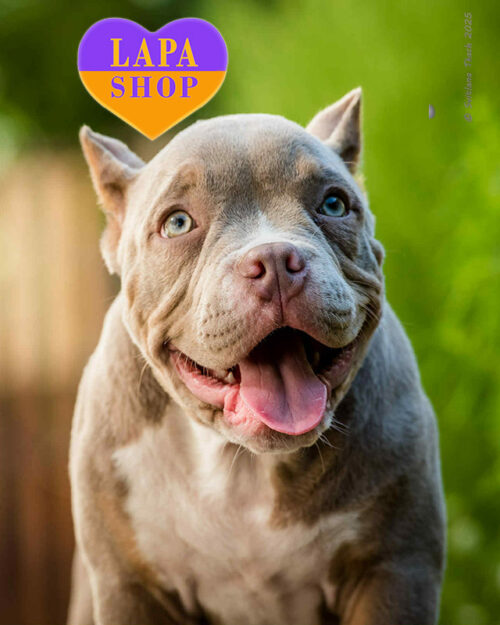 триколорний американський буллі