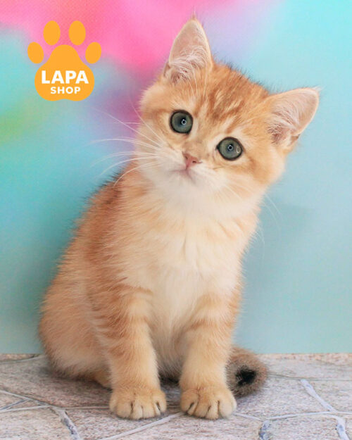 британська короткошерста забарвлення золота шиншила