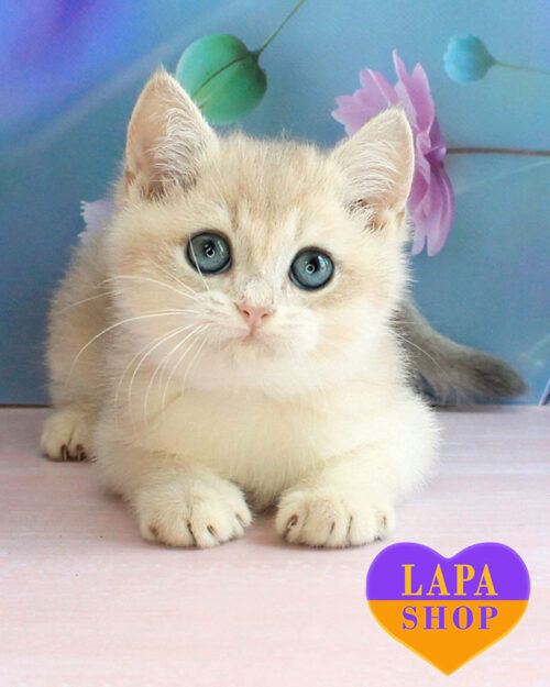 блакитна золота британська короткошерста