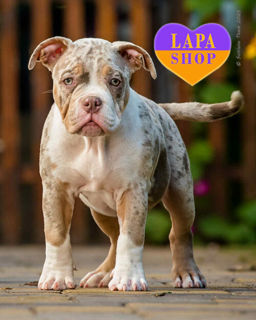 триколорный американский булли