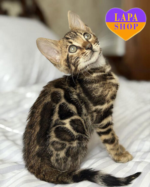 бенгальский котенок